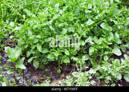 Brunnenkresse (Kapuzinerkresse officinale) wild wachsen im Stream. Sussex, UK. Juni. Stockfoto