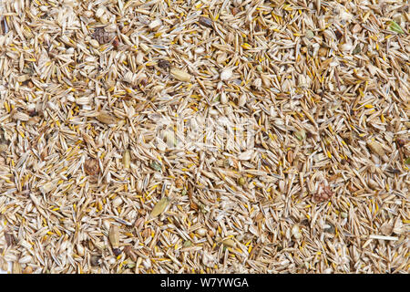 Wildflower meadow Samenmischung für Kreide- und kalkhaltigen Böden (20 % Wildblumen, 80 % Gräser) einschließlich Schafe&#39;s Schwingel (Festuca ovina) und Crested dogstail (Cynosurus cristatus). Stockfoto