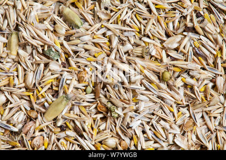 Wildflower meadow Samenmischung für Kreide- und kalkhaltigen Böden (20 % Wildblumen, 80 % Gräser) einschließlich Schafe&#39;s Schwingel (Festuca ovina) und Crested dogstail (Cynosurus cristatus). Stockfoto