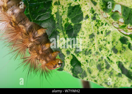 Buff Hermelin (Spilosoma luteum) Caterpillar auf Clematis. UK. September. Stockfoto