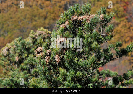 Koreanische Kiefer (Pinus koraiensis) Baum mit Kegeln, Amur Region, Russland. Stockfoto