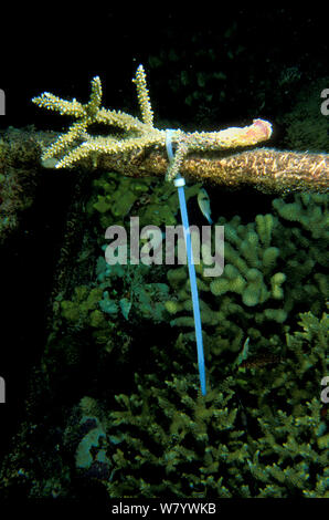 Teil der gebrochenen Coral gebunden bis zu helfen, Sie regenerieren, Vabbinfaru Island, North Male Atoll, Malediven, Indischer Ozean. September 2005. Stockfoto