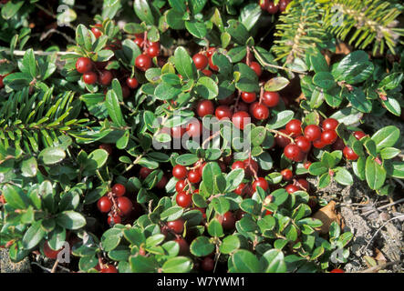 Northern Heidelbeere (Vaccinium uliginosum) Beeren, Amur Region, Russland. Stockfoto
