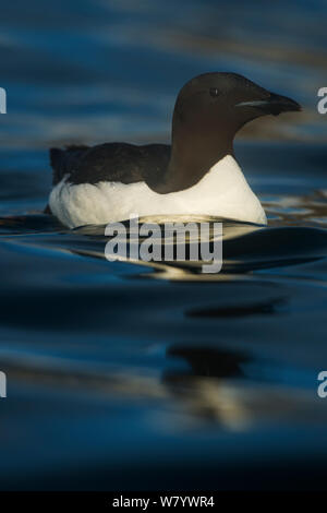 Brunnich die trottellumme (Uria lomvia) schwimmen auf Wasser, Svalbard, Norwegen, Juli Stockfoto