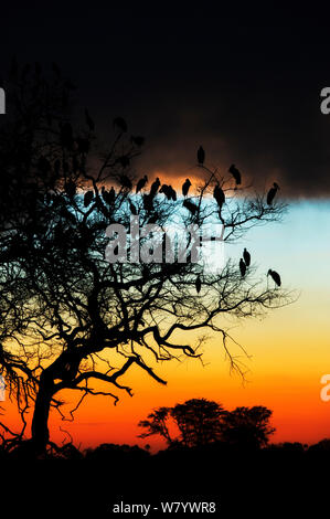 Afrikanische openbill Störche (Anastomus lamelligerus lamelligerus) Gruppe Rastplätze in Baum, Sonnenuntergang, Okavango, Botswana. Stockfoto