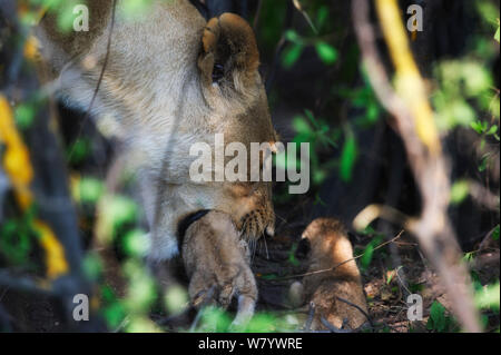 Löwin (Panthera leo) Ihr neugeborenes Cub bewegt. Okavango, Botswana Stockfoto