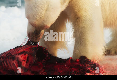 Eisbär (Ursus maritimus) Fütterung, Svalbard, Norwegen, August. Stockfoto