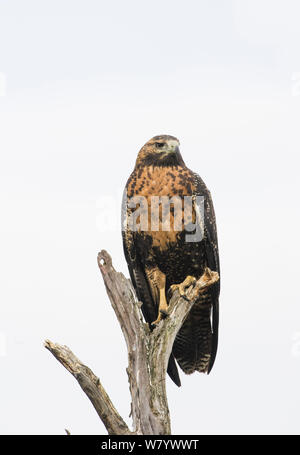 Schwarz-chested Bussard - Adler (geranoaetus Melanoleucus) Unreife, auf baumstumpf thront, Feuerland, Argentinien Stockfoto