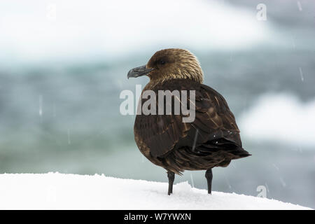 Braune Skua (Eulen antarcticus) stehen im Schnee, Rückansicht, Petermann Island in der Antarktis, März. Stockfoto