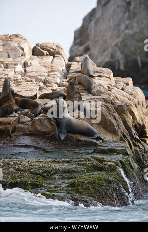 Kolonie von Seehunden Sonnenbad auf einem großen Felsen. Stockfoto