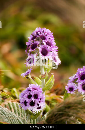 Riesige Aster (Pleurophyllum speciosum) in Blüte, Campbell Island, New Zealand Sub-Antarctic, Februar. Stockfoto