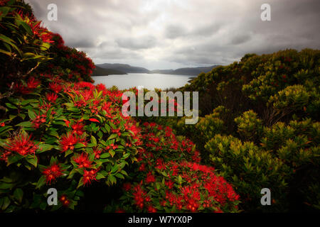 Southern rata (Metrosideros Umbellata) Bäume in Blüte, Auckland Island, Neuseeland. Februar. Stockfoto