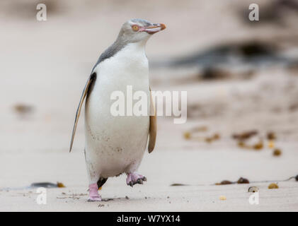 Yellow-eyed Pinguin (Megadyptes antipodes) zu Fuß am Strand, Auckland, New Zealand Sub-Antarctic Islands. Februar. Stockfoto