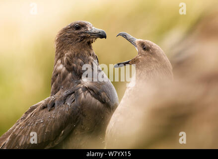 Braune skuas (Eulen antarcticus) Streitereien im Wasser, Auckland, New Zealand Sub-Antarctic Islands. Februar. Stockfoto