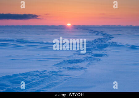 Eisbär (Ursus maritimus) Spuren im Eis bei Sonnenuntergang, Spitzbergen, Svalbard, Norwegen, März. Stockfoto