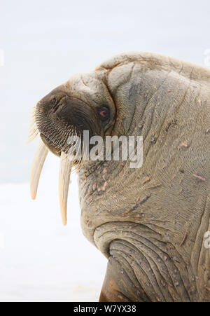 Walross (Odobenus rosmarus) Porträt im Schnee, in der Nähe von Spitzbergen, Svalbard, Norwegen, Juni. Stockfoto