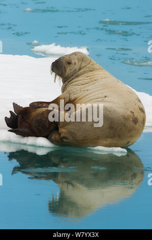 Walross (Odobenus rosmarus) Mutter und Baby auf Eisscholle, Svalbard, Norwegen, Juli. Stockfoto