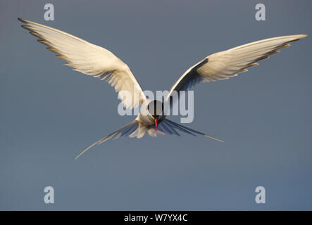 Küstenseeschwalbe (Sterna Paradisaea) schwebt im Flug, Svalbard, Norwegen, Juli. Stockfoto
