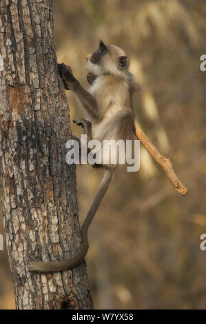 Grau Langur (Semnopithecus dussumieri) männliche Kletterbaum mit Stick, Madhya Pradesh, Indien. Stockfoto