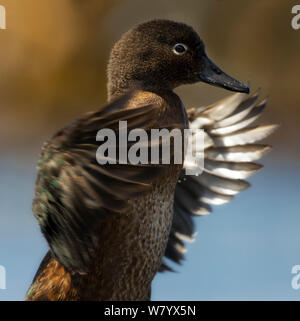 Auckland teal (Anas) aucklandica Schlagflügel, Auckland, New Zealand Sub-Antarctic Islands. Endemisch, gefährdete Arten. Stockfoto