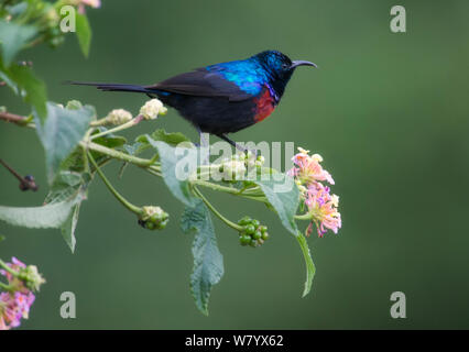 Rot-chested Sunbird (Nectarinia erythrocerca) auf Blume, Ruanda thront. Stockfoto