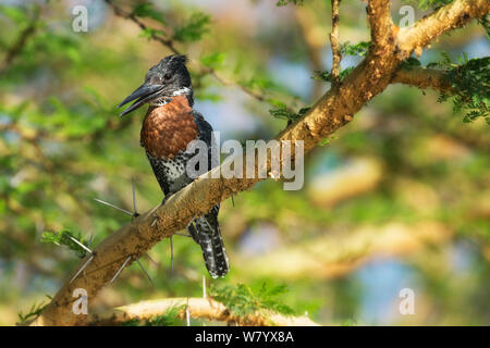 Giant Kingfisher (Megaceryle maxima) männlichen auf Ast sitzend, See Naivsha, Kenia Stockfoto