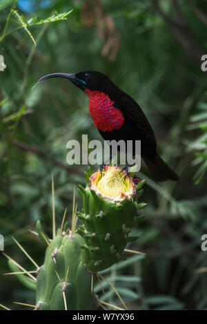 Scarlet-chested Sunbird (Chalcomitra senegalensis) Ernährung auf Blume, mit Pollen auf Schnabel, Lake Naivasha, Kenia. Stockfoto