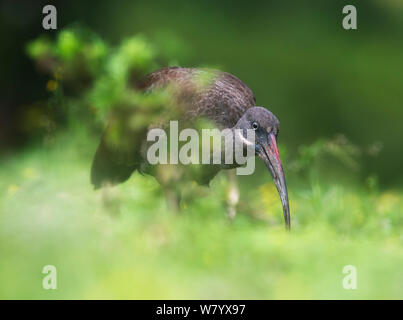 Hadada ibis (Bostrychia Hagedash) Futtersuche, Lake Naivasha, Kenia. Stockfoto