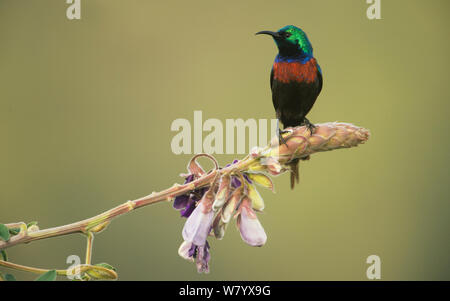 Rot-chested Sunbird (Cinnyris erythrocercus) auf Blume gehockt, Ruanda Stockfoto