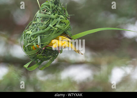 Vitelline maskierte Weaver (ploceus Vitellinus) Gebäude Nest in Samburu, Kenia. Stockfoto