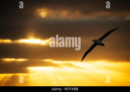 Antipodean Albatross (Diomedea antipodensis) im Flug bei Sonnenuntergang mit Strahlen von Licht durch er Wolken. In der Nähe von antipodes Islands, New Zealand Sub-Antarctic, März. Stockfoto