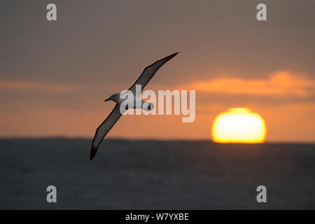 Buller&#39;s Albatros (Thalassarche bulleri) im Flug über das Meer bei Sonnenuntergang, Bounty Island, New Zealand Sub-Antarctic, März. Stockfoto