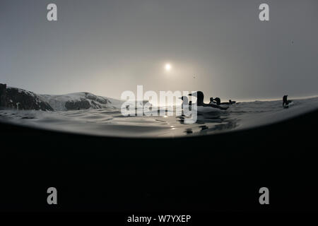 Brunnich die trottellumme (Uria lomvia) schwimmen auf dem Wasser nahe der Küste, auf dunklen bewölkten Tag, 2 Ebenen, Svalbard, Juni 2014. Stockfoto