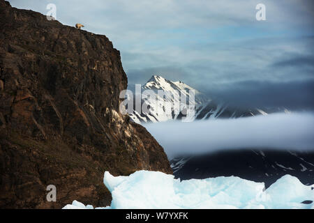 Eisbär (Ursus maritimus) mit Radio Kragen, auf einer Klippe in Distanz, mit der bergigen Landschaft und Wolken Svalbard, Spitzbergen, Svalbard, Januar 2014. Stockfoto