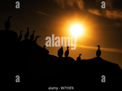 Red-faced Cormorant (Phalacrocorax urile) Gruppe auf einer Klippe bei Sonnenuntergang thront, Commander Island, Russland, September. Stockfoto