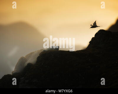 Küstenseeschwalbe (Sterna Paradisaea) fliegen in Richtung Eisbär (Ursus maritimus) ruht auf Felsen mit goldenen Licht der Mitternachtssonne, Svalbard, Norwegen. August. Stockfoto