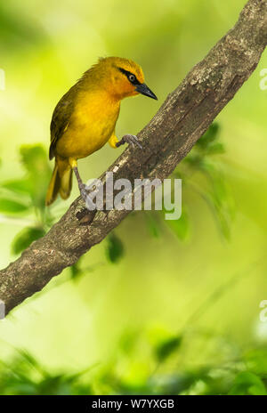 Spectacled Weaver (Ploceus ocularis suahelicus) Weibchen auf Ast sitzend, Masai Mara, Kenia Stockfoto