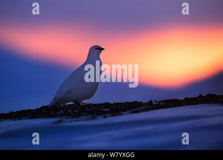 Svalbard Alpenschneehuhn (Lagopus mutus hyperborea) Männliche bei Sonnenaufgang, Svalbard, Norwegen, März. Stockfoto