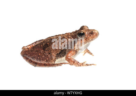 Südliche Cricket frog (Acris gryllus) Oxford, Mississippi, USA, April. Meetyourneighbors.net Projekt Stockfoto