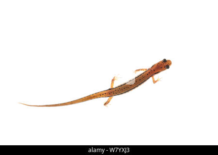 Zwei gesäumten Salamander (Eurycea cirrigera) Tishomingo State Park, Florida, USA, April. Meetyourneighbors.net Projekt Stockfoto