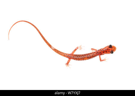 Höhle salamander (Eurycea lucifuga) Tishomingo State Park, Florida, USA, April. Meetyourneighbors.net Projekt Stockfoto