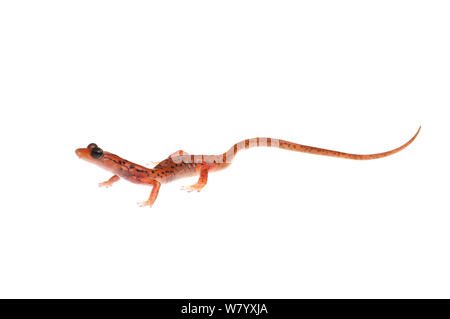 Höhle salamander (Eurycea lucifuga) Tishomingo State Park, Florida, USA, April. Meetyourneighbors.net Projekt Stockfoto