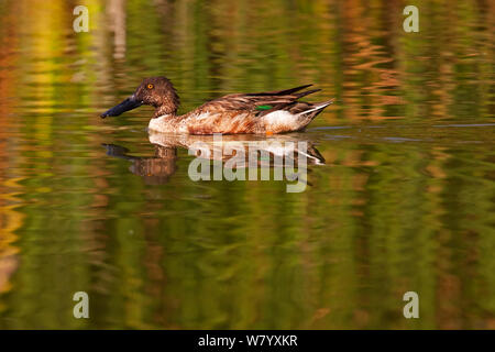 Northern shoveler (Spatula clypeata) Weiblich, Xochimilco Feuchtgebiete, Mexiko City, Januar Stockfoto