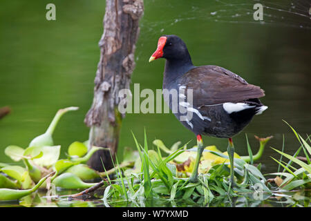 (Common gallinule Gallinula galeata) auf Land, Xochimilco Feuchtgebiete, Mexiko City, Juni Stockfoto