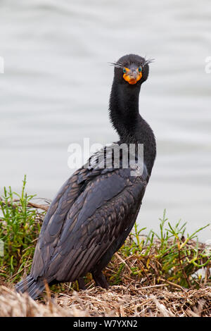 Doppelklicken Kormoran (Phalacrocorax auritus) am Ufer erklommene, Vizcaino Biosphärenreservat, Halbinsel Baja California, Mexiko, kann Stockfoto