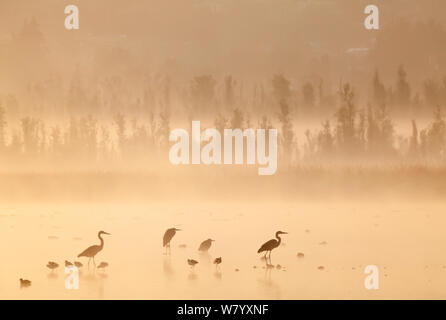 Wasservögel, die in der Dämmerung mit Nebel, einschließlich Great Blue Heron (Ardea Herodias herodias), amerikanische Säbelschnäbler (Recurvirostra americana), Northern shoveler (Anas Clypeata), Xochimilco Feuchtgebiete, Mexiko City, Mexiko. Februar. Stockfoto