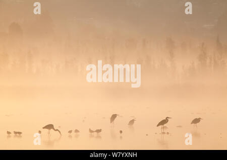 Wasservögel, die in der Dämmerung mit Nebel, einschließlich Great Blue Heron (Ardea Herodias herodias), amerikanische Säbelschnäbler (Recurvirostra americana), Northern shoveler (Anas Clypeata), Xochimilco Feuchtgebiete, Mexiko City, Mexiko. Februar. Stockfoto