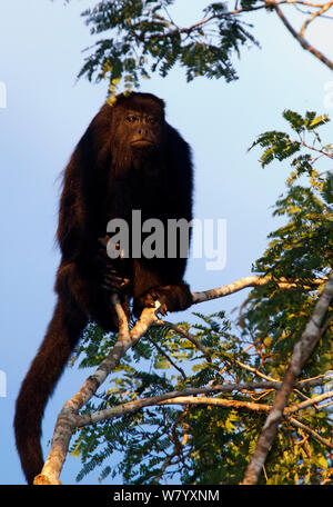 Yucatan Schwarzen Brüllaffen (Alouatta pigra), Calakmul Biosphärenreservat, Halbinsel Yucatan, Mexiko. August. Kritisch gefährdeten Arten. Stockfoto