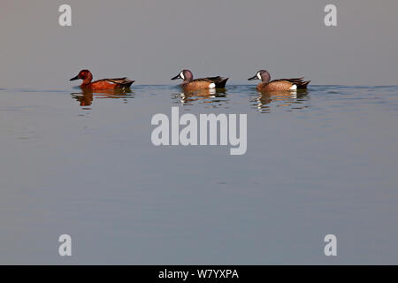 Cinnammon teal (Spachtel cyanoptera septentrionalium) Männliche und zwei Blue-winged Teal (Anas discors) Männer, Xochimilco Feuchtgebiete, Mexiko City, März Stockfoto