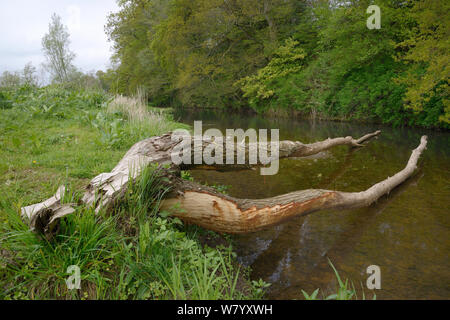 Weide (Salix sp.) gefällt und die meisten ihrer Rinde von Eurasischen Biber (Castor Fiber) am Ufer des Flusses Otter, Devon, UK, Mai beraubt. Stockfoto